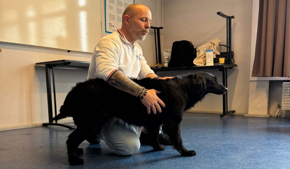 Premiers secours canin et félin : quand chaque seconde compte