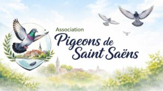 Pigeons des villes : des animaux mal-aimés que l’on souhaite protéger