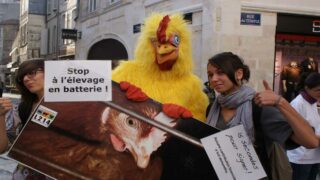Sortir les dernières poules des cages : finissons le travail
