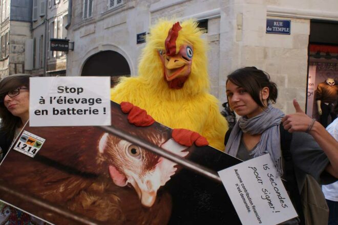 Sortir les dernières poules des cages : finissons le travail