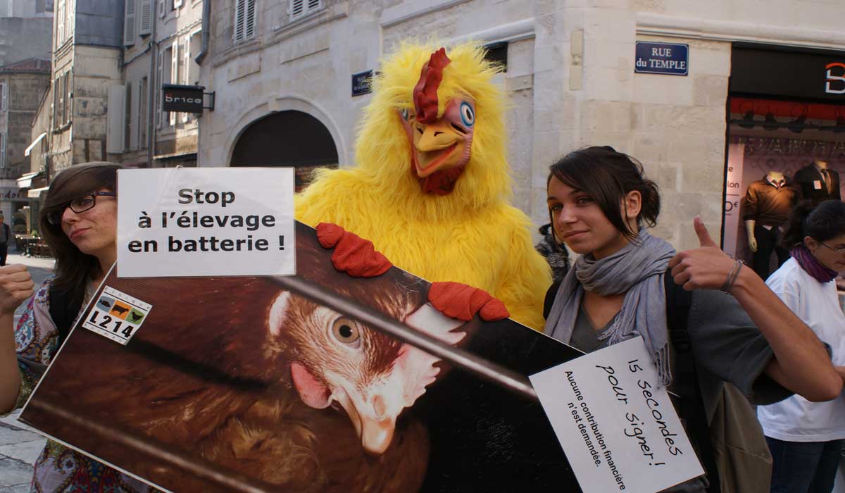 Sortir les dernières poules des cages : finissons le travail