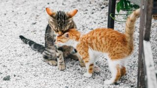 Pourquoi certains programmes TNR échouent et ce que la donnée peut changer