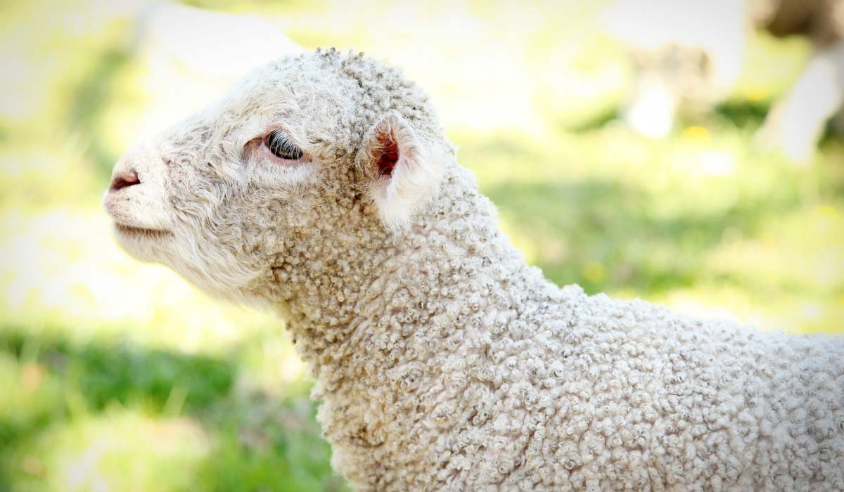 Poupées sexuelles animales en vente libre : FUTUR sollicite les parlementaires pour modifier le code pénal