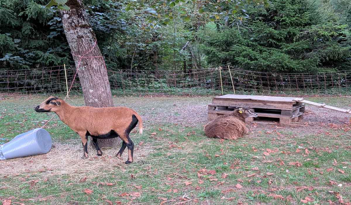 Animaux et gestion de crise : pourquoi les intégrer dans les Plans Communaux de Sauvegarde ?