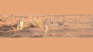 Protéger la faune sauvage : une vie consacrée à la conservation et au bien-être animal