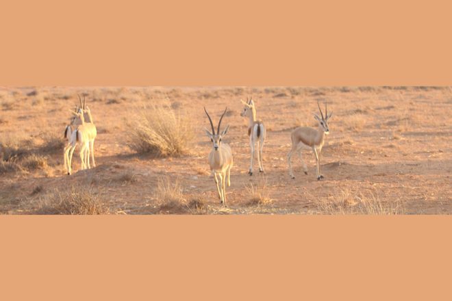 Protéger la faune sauvage : une vie consacrée à la conservation et au bien-être animal