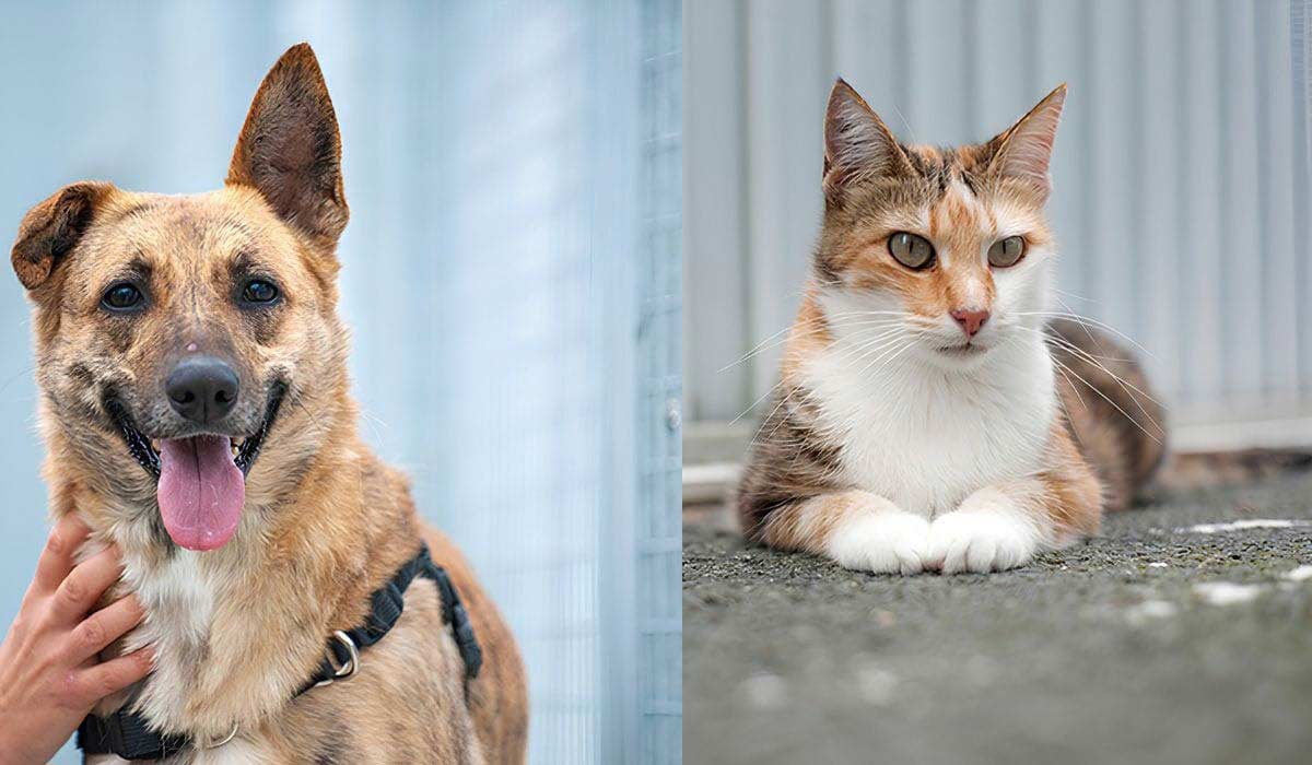 Tous mobilisés pour les animaux du Refuge de Bayonne Tous mobilisés pour les animaux du Refuge de Bayonne