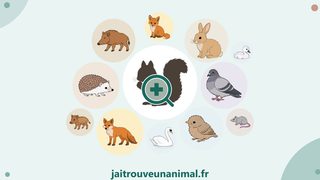 Animal trouvé : jaitrouveunanimal.fr, un site gratuit pour faire les bons gestes