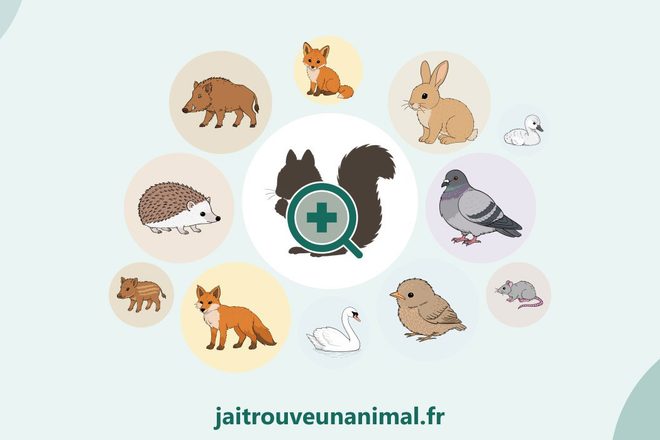 Animal trouvé : jaitrouveunanimal.fr, un site gratuit pour faire les bons gestes