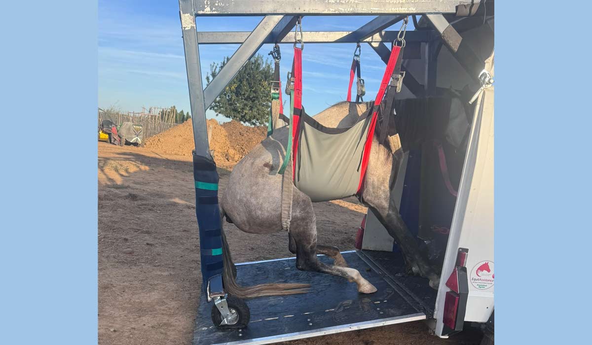Lucky Horse à Mazan : des alertes de mai aux retraits judiciaires, un dossier qui ne cesse de s’alourdir