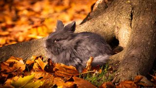 Le lapin de compagnie : comprendre l’individu au-delà des idées reçues