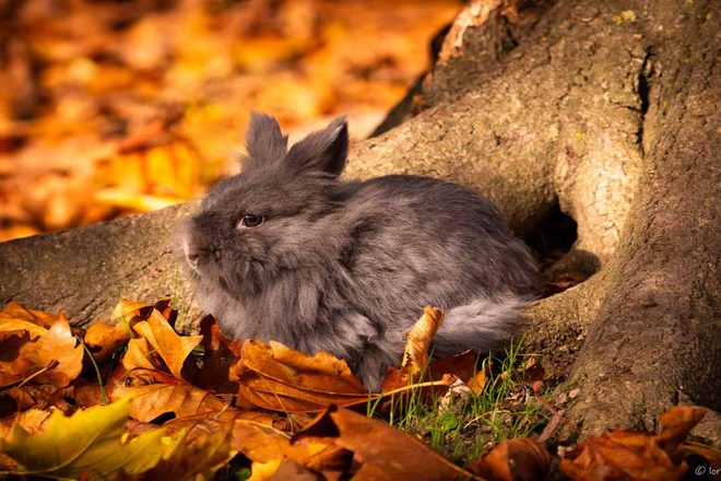 Le lapin de compagnie : comprendre l’individu au-delà des idées reçues