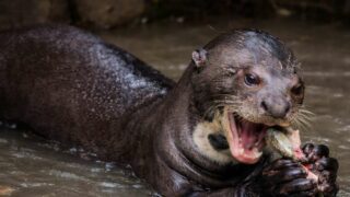JungleVet Guyane : soigner, relâcher, et défendre une éthique de la faune sauvage en Guyane