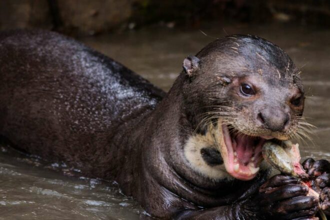 JungleVet Guyane : soigner, relâcher, et défendre une éthique de la faune sauvage en Guyane