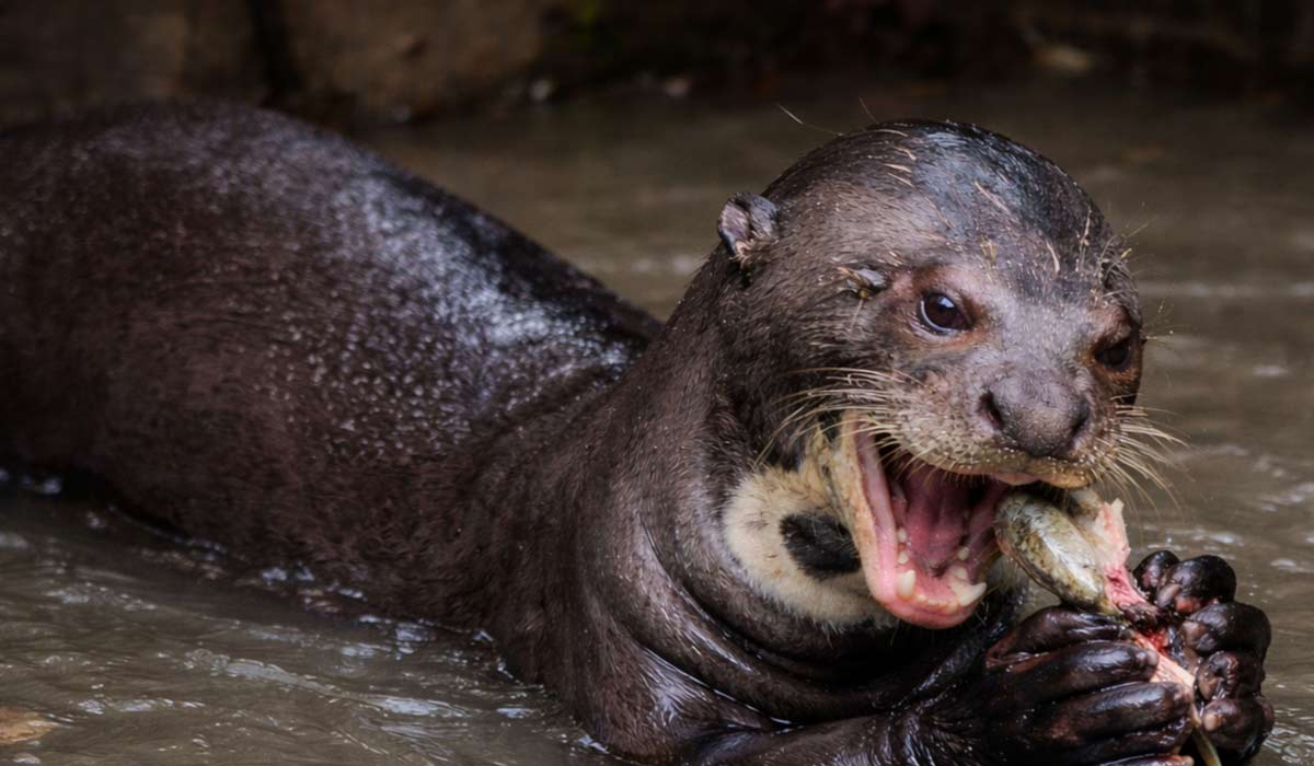 JungleVet Guyane : soigner, relâcher, et défendre une éthique de la faune sauvage en Guyane JungleVet Guyane : soigner, relâcher, et défendre une éthique de la faune sauvage en Guyane