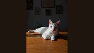 Qui tue nos chats à Acromainville ?