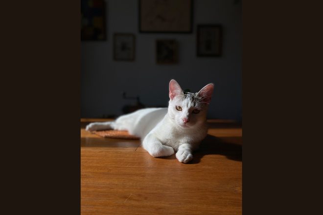 Qui tue nos chats à Acromainville ?