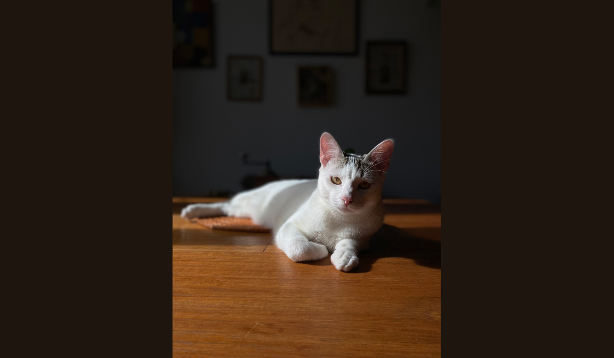 Qui tue nos chats à Acromainville ?