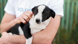 Hesteka : une application pour renforcer la solidarité autour des animaux
