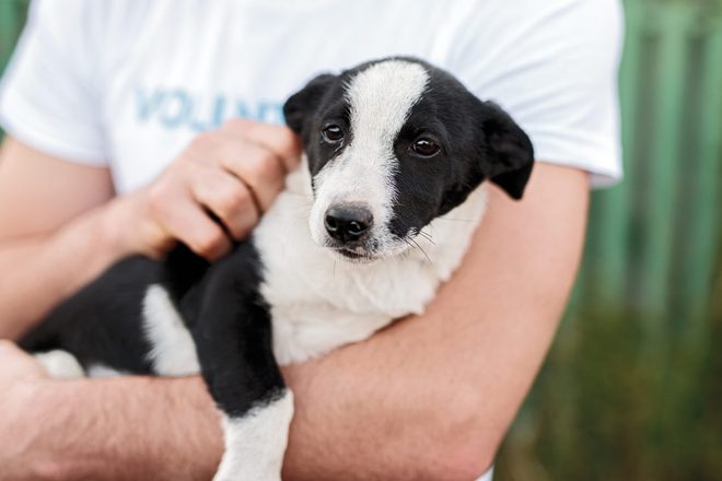 Hesteka : une application pour renforcer la solidarité autour des animaux