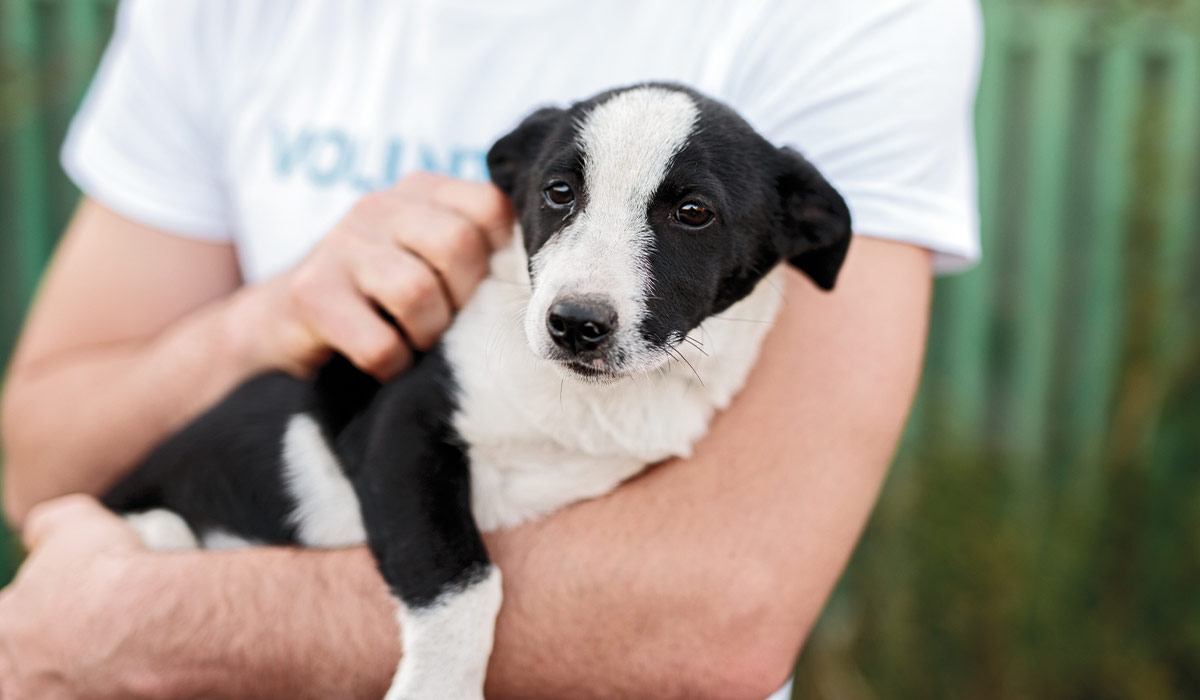 Hesteka : une application pour renforcer la solidarité autour des animaux Hesteka : une application pour renforcer la solidarité autour des animaux