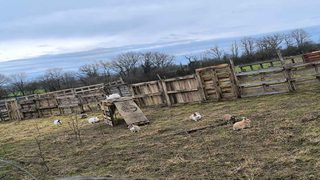 La Ferme des Choupinous Poils Plumes : donner une seconde chance à ceux que personne ne voit