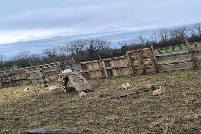 La Ferme des Choupinous Poils Plumes : donner une seconde chance à ceux que personne ne voit