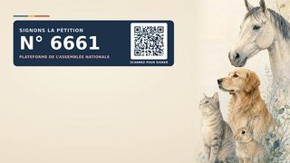 Droit animalier : une proposition de loi pour consacrer le préjudice animalier dans le code civil