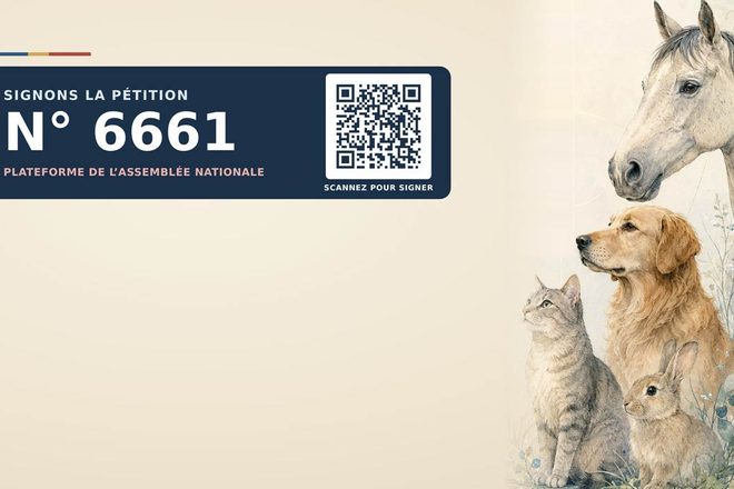Droit animalier : une proposition de loi pour consacrer le préjudice animalier dans le code civil