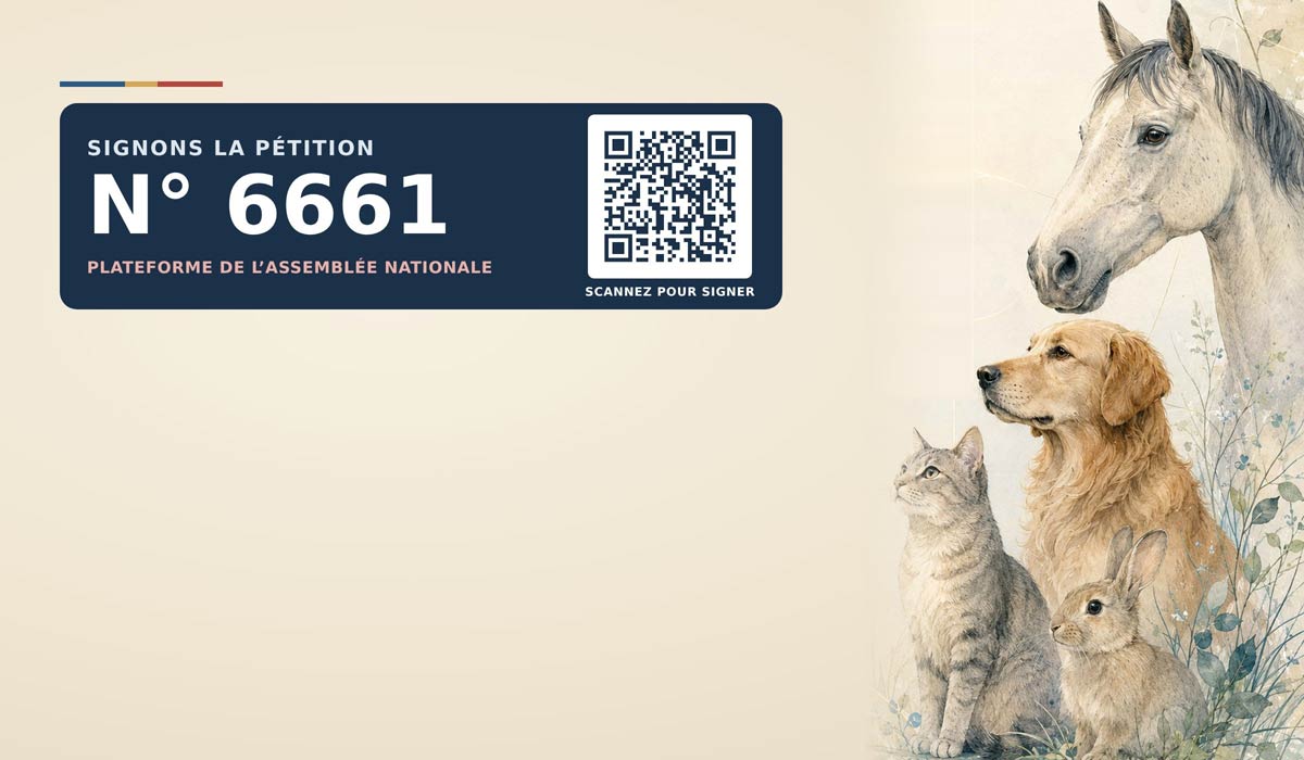 Droit animalier : une proposition de loi pour consacrer le préjudice animalier dans le code civil Droit animalier : une proposition de loi pour consacrer le préjudice animalier dans le code civil