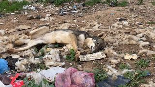 Association Cœurs Innocents : un appel d’urgence pour sauver des centaines d’animaux souffrants en grave danger de mort
