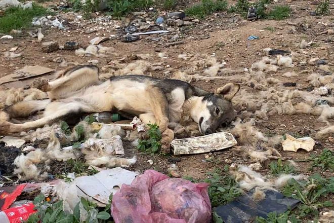 Association Cœurs Innocents : un appel d’urgence pour sauver des centaines d’animaux souffrants en grave danger de mort