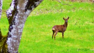 Création d’un centre de soins de la faune sauvage en Dordogne