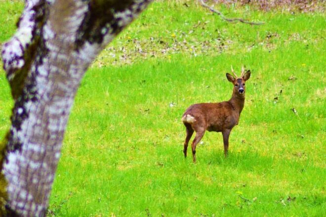 Création d’un centre de soins de la faune sauvage en Dordogne