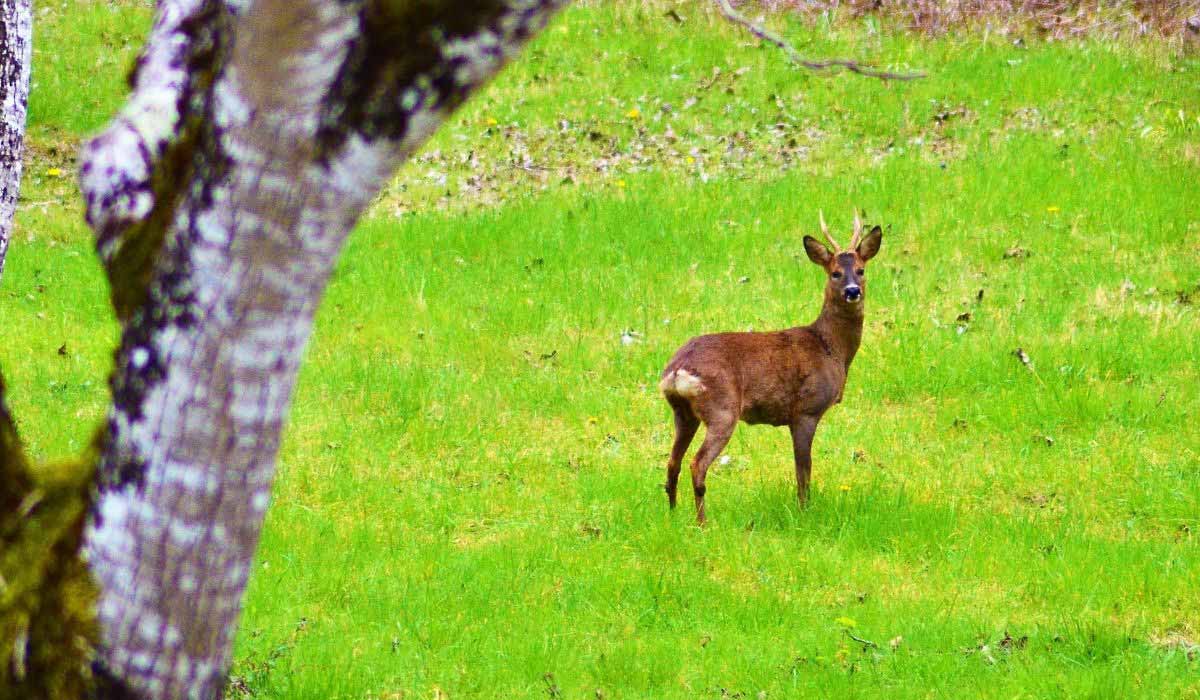 Création d’un centre de soins de la faune sauvage en Dordogne Création d’un centre de soins de la faune sauvage en Dordogne