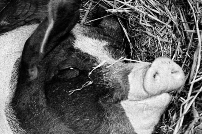 Amour de soies