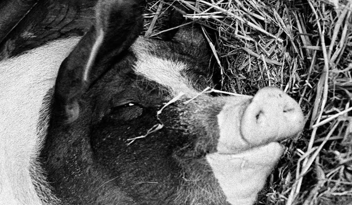 Amour de soies Amour de soies