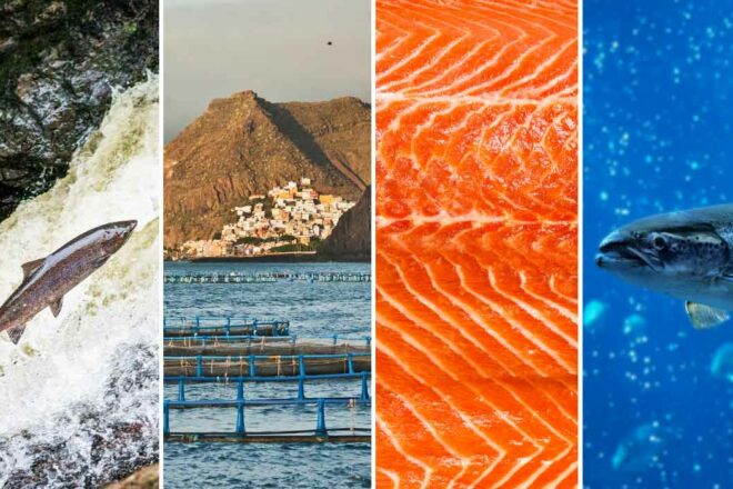 Ne noyons plus le saumon