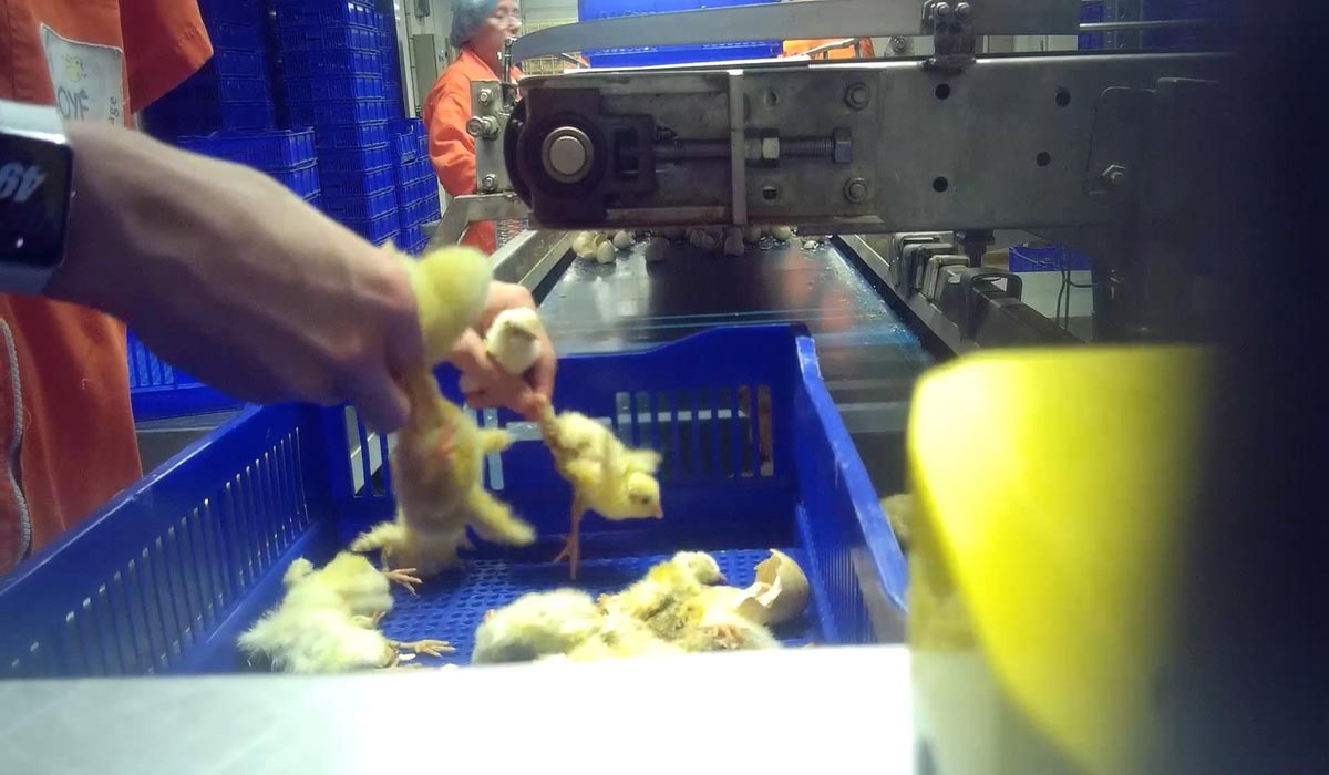 Broyage des poussins : une pratique effroyable qui perdure