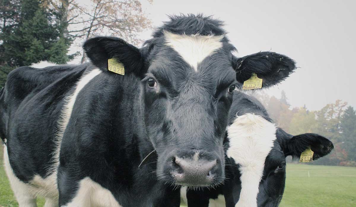 L’Union européenne tourne le dos à la réforme du bien-être animal