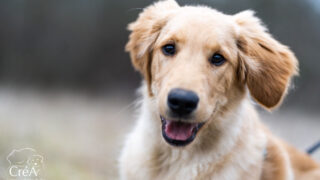 CréA : la thérapie assistée par les chiens