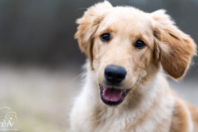 CréA : la thérapie assistée par les chiens