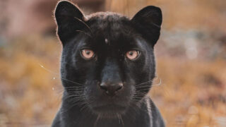 Présentation et histoire du Refuge de l’Arche