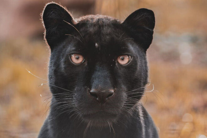 Présentation et histoire du Refuge de l’Arche