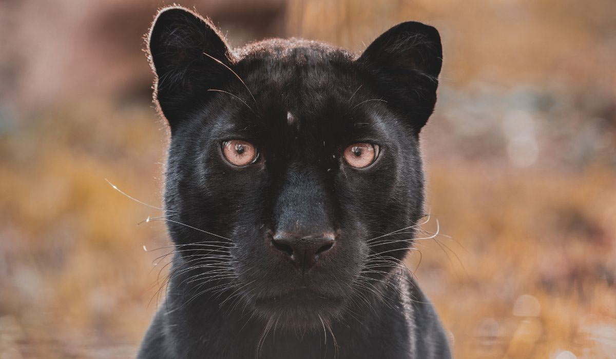 Présentation et histoire du Refuge de l’Arche