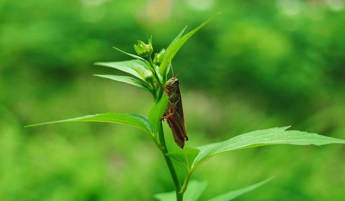 Subventions / Élevage d’insectes : 284 millions d’euros d’argent public pour une promesse non tenue : un rapport inédit qui interroge le soutien massif à la filière de l’élevage d’insectes