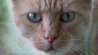 Un élan de générosité offre les meilleurs soins à Croky un chat en souffrance