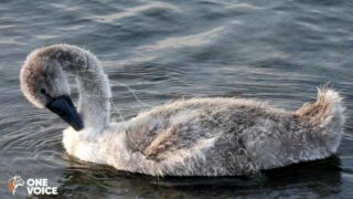 Pêche illégale dans les Alpes-Maritimes : One Voice défend en justice les oiseaux blessés