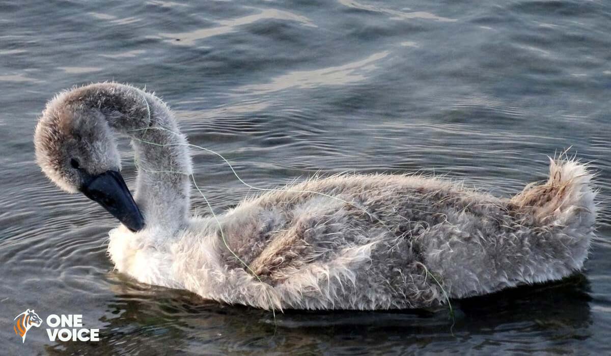 Pêche illégale dans les Alpes-Maritimes : One Voice défend en justice les oiseaux blessés