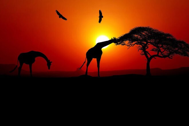 La Médecine de la Girafe